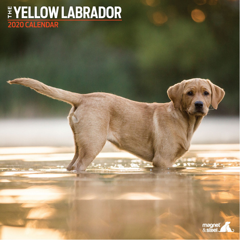 Calendario De Labrador Yellow
